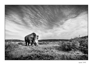 wide angle image of Thandi the rhino