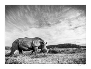 wide angle shot of Thandi the rhino