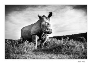 Low angle of Thandi the rhino