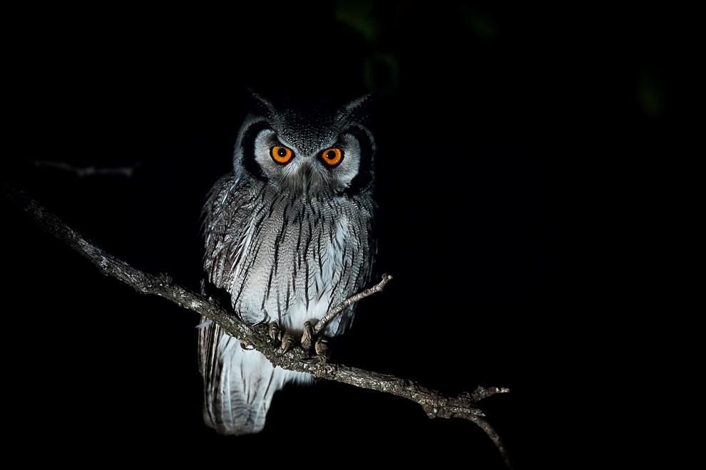 Image of a scope owl by birds canon 5DS r