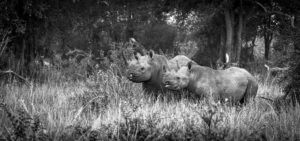 Image black rhino mother and calf in Madikwe