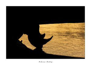 The little bird - Rhino Fine Art Print by Andrew Aveley - purchase online