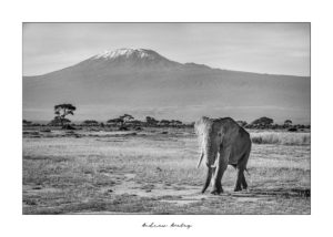 A world leader in Travel and African Photographic Safaris. Andrew and Caroline have 29 years of experience in the industry thus you can be assured that your trip will be a well-orchestrated and memorable all roundQuintessential Africa - Elephant Fine Art Print by Andrew Aveley - purchase online