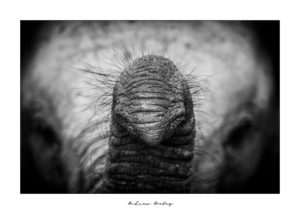 Inquisitive - Elephant Fine Art Print by Andrew Aveley - purchase online