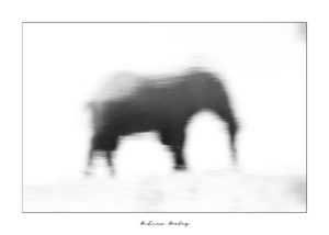 Reflections - Elephant Fine Art Print by Andrew Aveley - purchase online