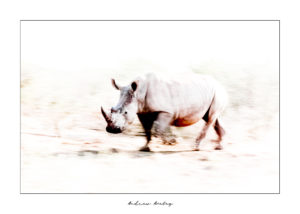 Art in Motion - Rhino Fine Art Print by Andrew Aveley - purchase online
