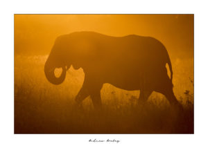 A world leader in Travel and African Photographic Safaris. Andrew and Caroline have 29 years of experience in the industry thus you can be assured that your trip will be a well-orchestrated and memorable all round. by Andrew Aveley - purchase online