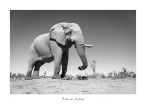Mopani Giant 2 - Elephant Fine Art Print by Andrew Aveley - purchase online
