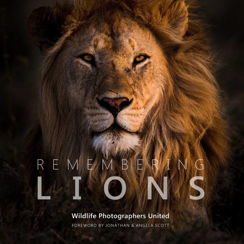Remembering Lions