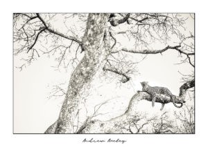 Vantage Point - Leopard Fine Art Print by Andrew Aveley - purchase online