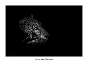Into the light - Leopard Fine Art Print by Andrew Aveley - purchase online