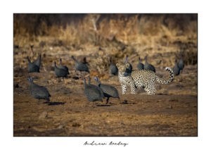 The Birds - Leopard Fine Art Print by Andrew Aveley - purchase online