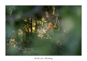 Hidden - Leopard Fine Art Print by Andrew Aveley - purchase online