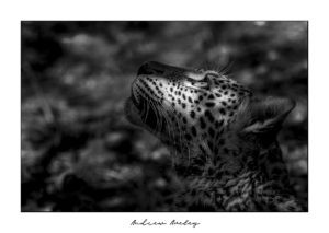 Young Queen - Leopard Fine Art Print by Andrew Aveley - purchase online