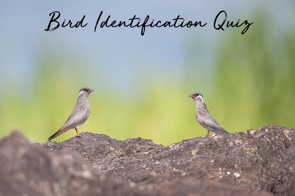 Bird Identification Quiz