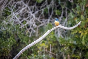 Image taken with Canon EOS R6 Half Collared Kingfisher