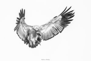 High Key Wildlife Portfolio of Images by Andrew Aveley