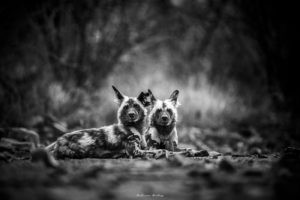 Low Key Wildlife Portfolio of Images by Andrew Aveley