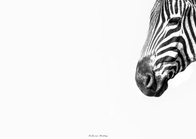 High Key Wildlife Portfolio of Images by Andrew Aveley