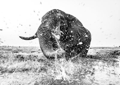 Monochrome Wildlife Portfolio of Images by Andrew Aveley