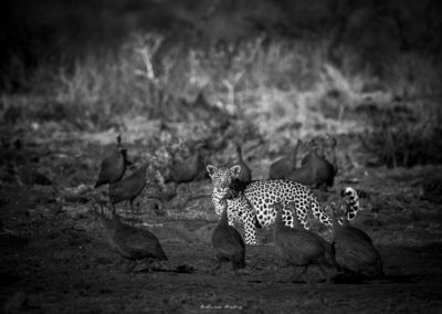 Monochrome Wildlife Portfolio of Images by Andrew Aveley
