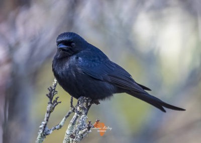 Canon EF Lens and R6 for great bird photography Fork tailed drongo