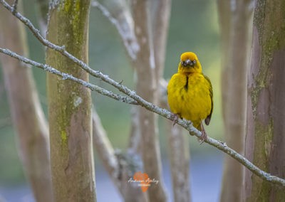 Canon EF Lens and R6 for great bird photography Masked weaver