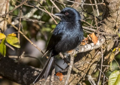 Canon EF Lens and R6 for great bird photography fork tailed drongo