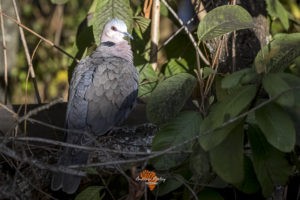 Canon EF Lens and R6 for great bird photography Cape turtle dove