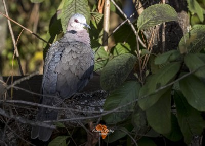 Canon EF Lens and R6 for great bird photography Cape turtle dove