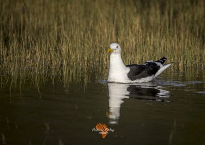 Canon EF Lens and R6 for great bird photography