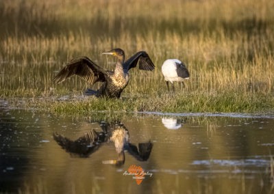 Canon EF Lens and R6 for great bird photography