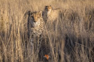 Cheetahs of Tiger Canyon