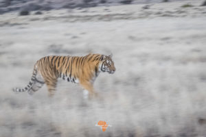 Bengal Tigers of Tiger Canyon