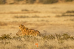 Bengal Tigers of Tiger Canyon