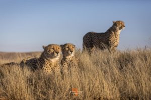 Cheetahs of Tiger Canyon