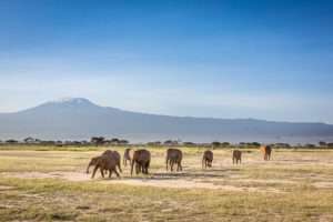 Africa Photo Tours and Safaris