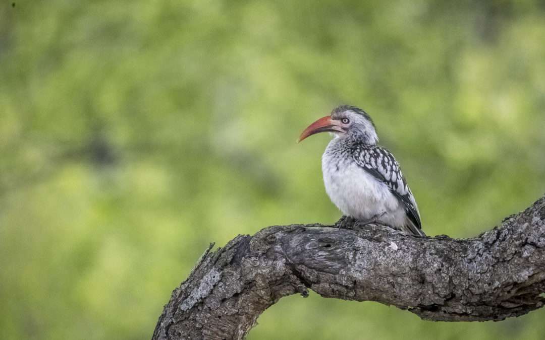 Southern Red-Billed Hornbill Nests