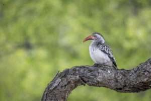 Red Billed Hornbill Nesting in Kruger National Park