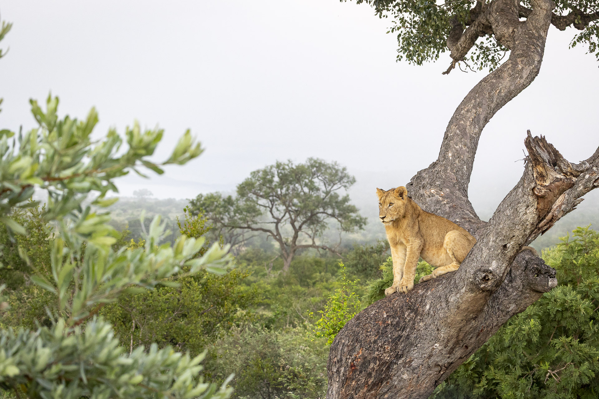 Kruger Wildlife Photography Workshop