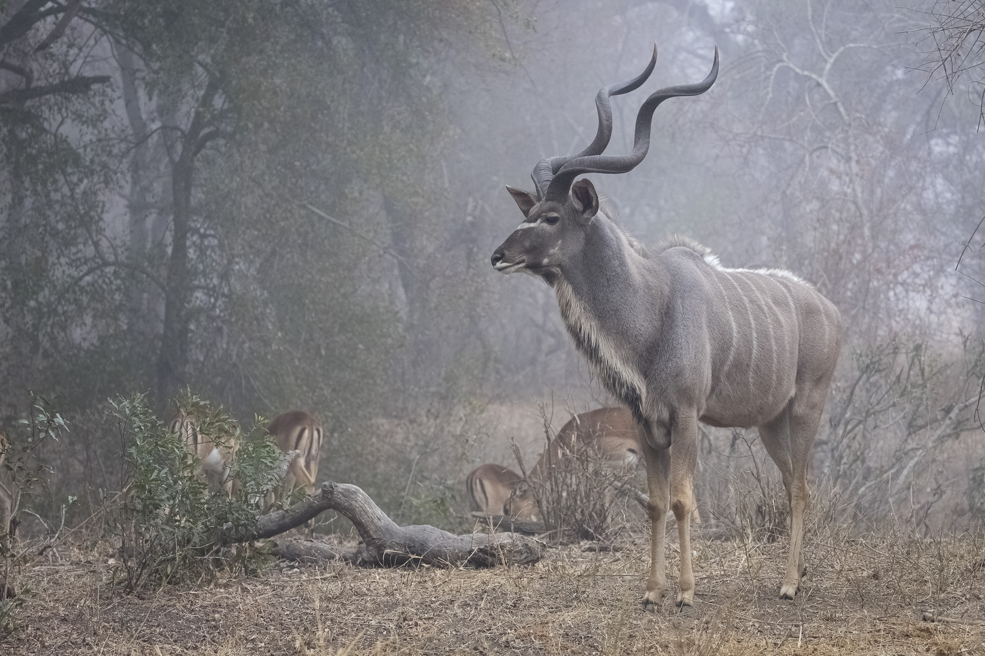 Kruger Wildlife Photography Workshop