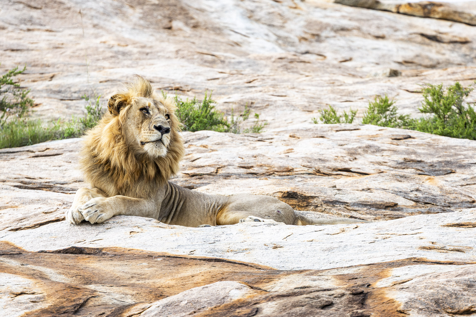 Kruger Wildlife Photography Workshop