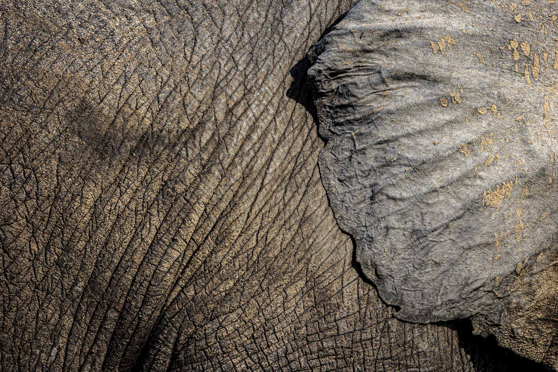 Kruger Wildlife Photography Workshop