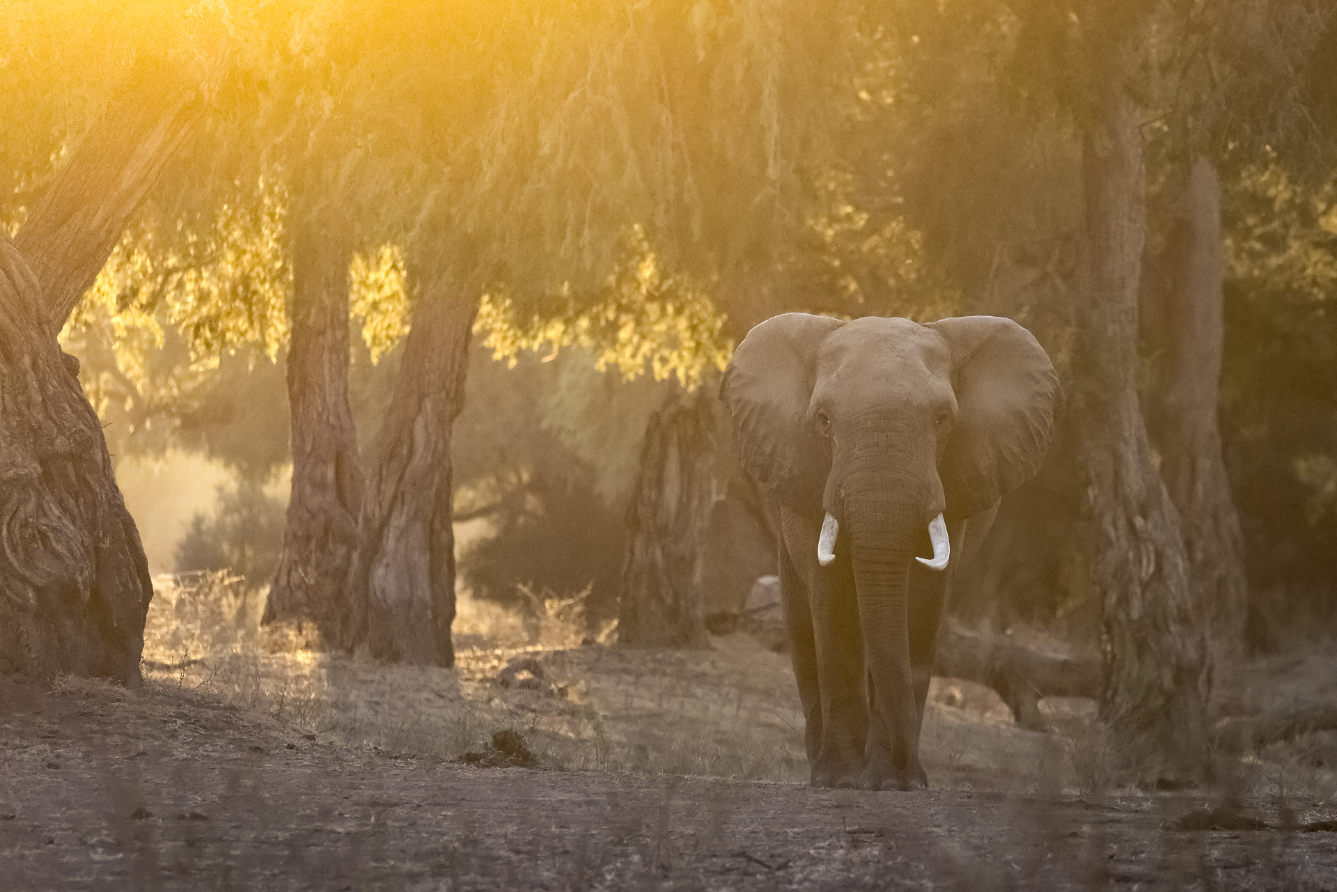 Elephant in. Golden Light in Mana Pools during a private Kruger safari