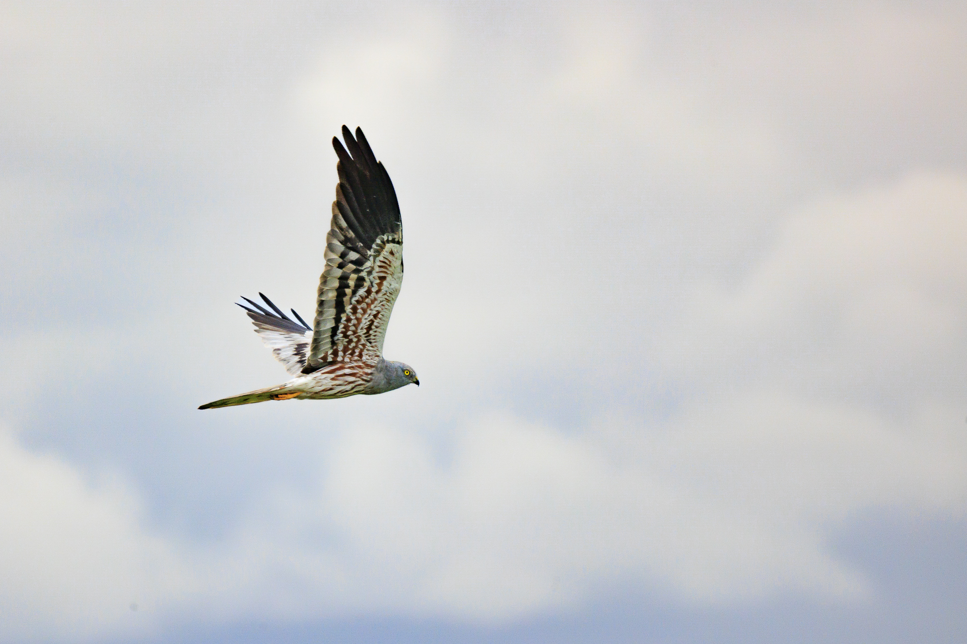 Raptor flying over open grassland habitat in Southern Kruger