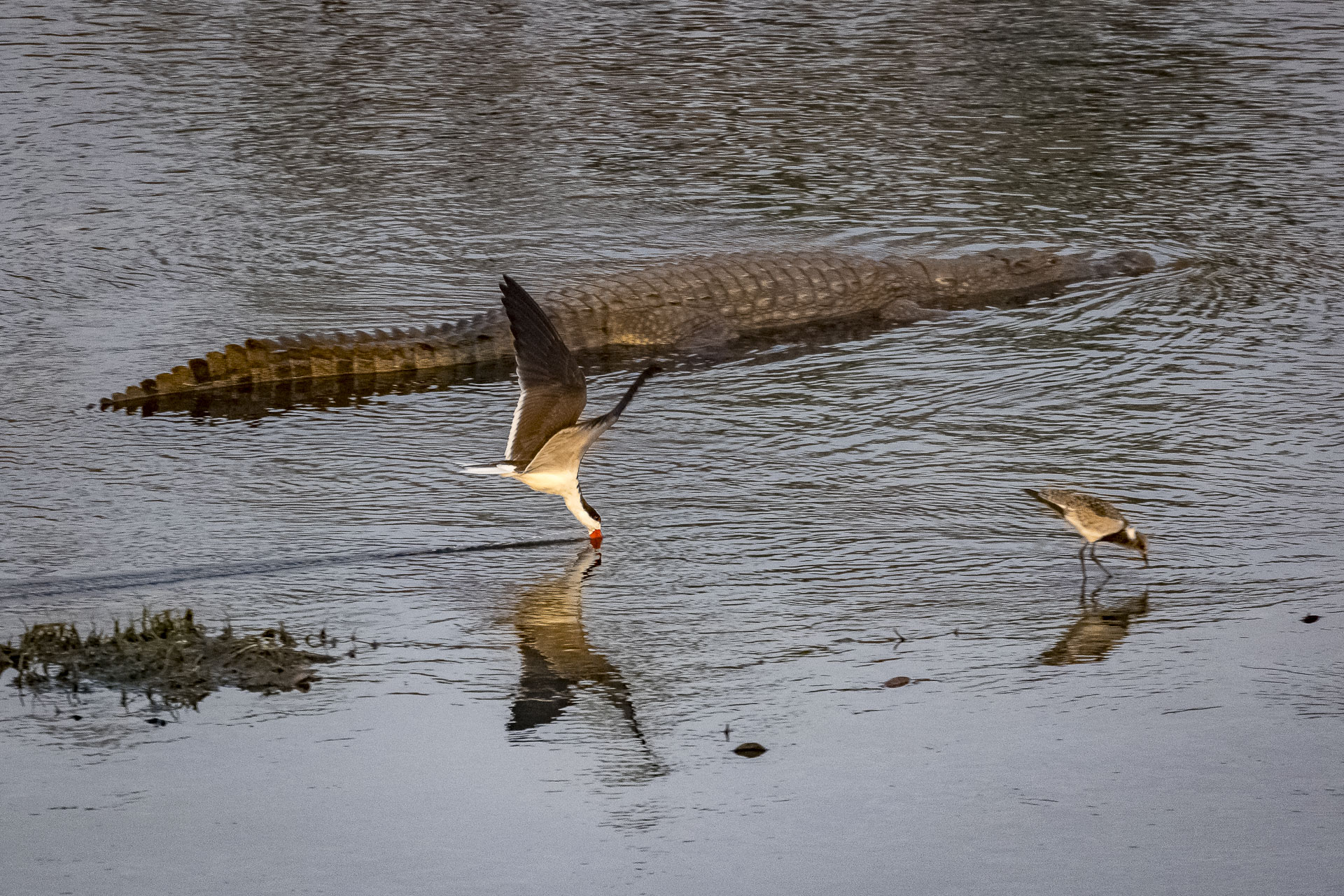 Late afternoon bird photography (African Skimmer) from Malelane Bridge in Southern Kruger