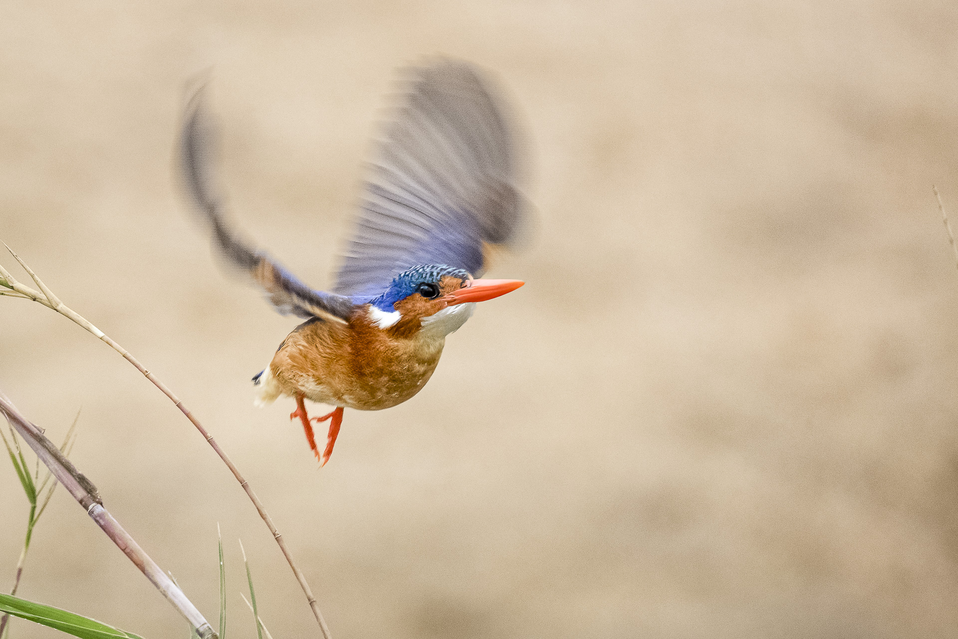 Malachite Kingfisher in flight photographed during a Kruger bird photography workshop