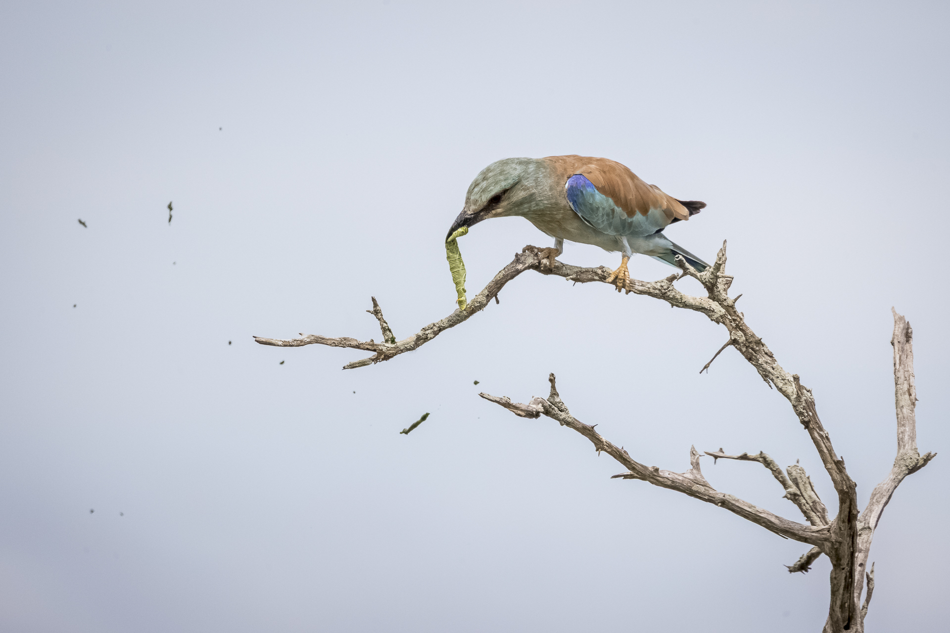 European Roller photographed feeding during a Kruger Bird Photography Workshop