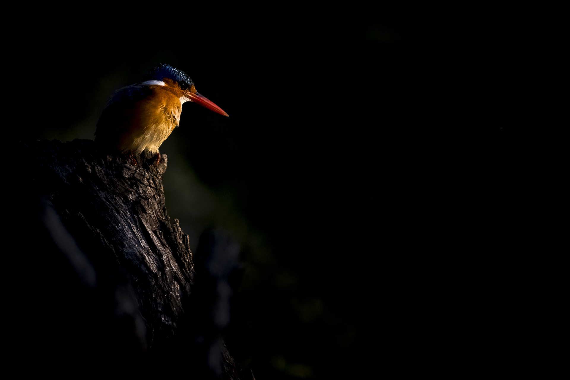 Malacaite Kingfisher photographed during a Southern Kruger bird photography route