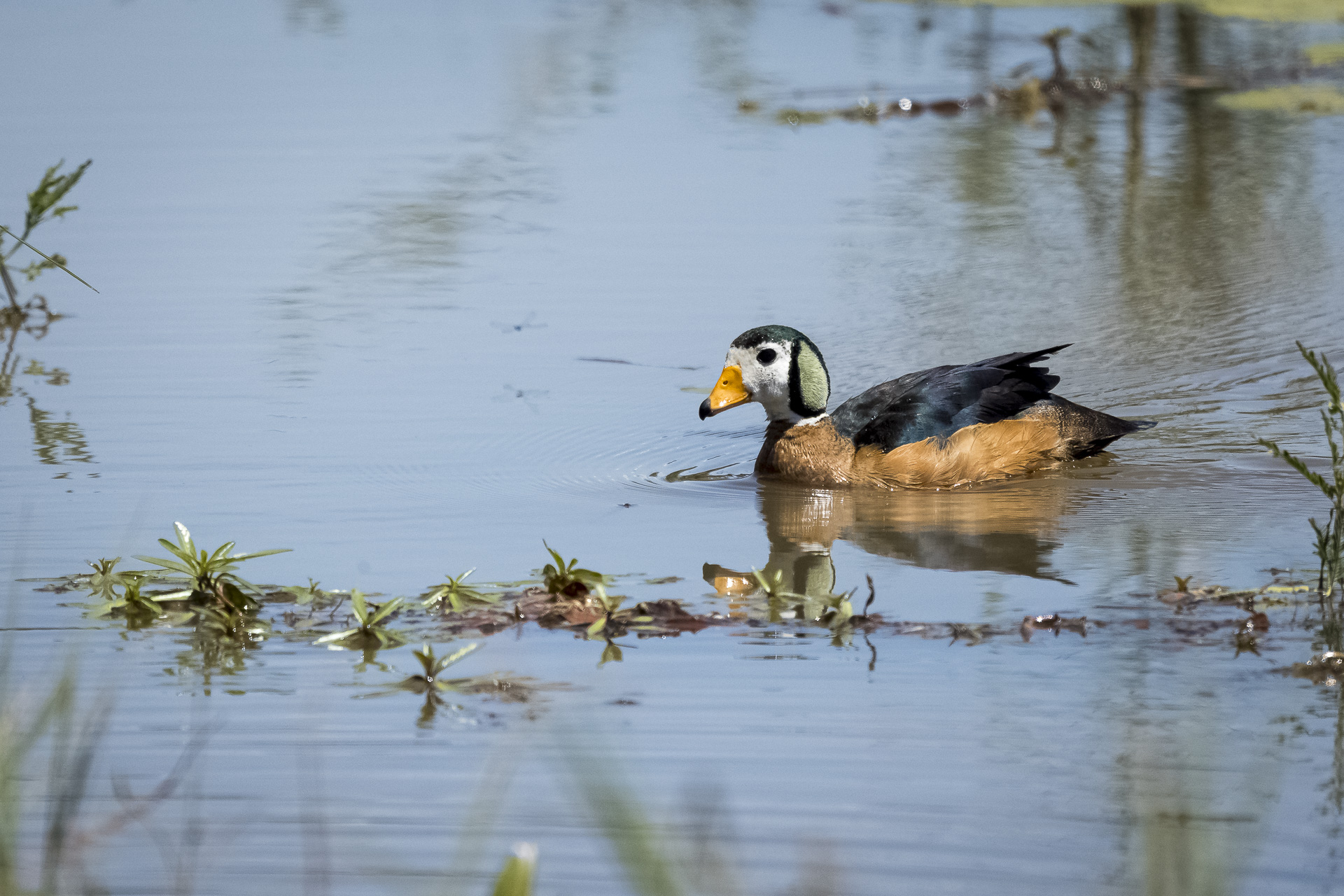 Pygmy Geese photographed at Leeupan in Southern Kruger